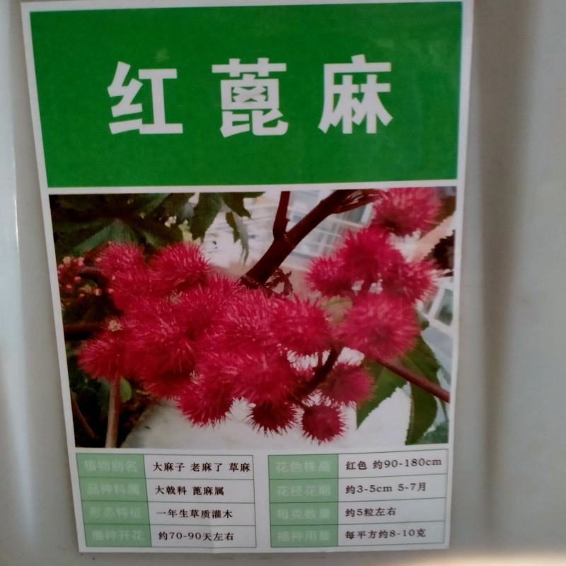 新货野生蓖麻子种子红蓖麻籽大麻子榨油观赏红蓖麻种子