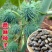 新货野生蓖麻子种子红蓖麻籽大麻子榨油观赏红蓖麻种子