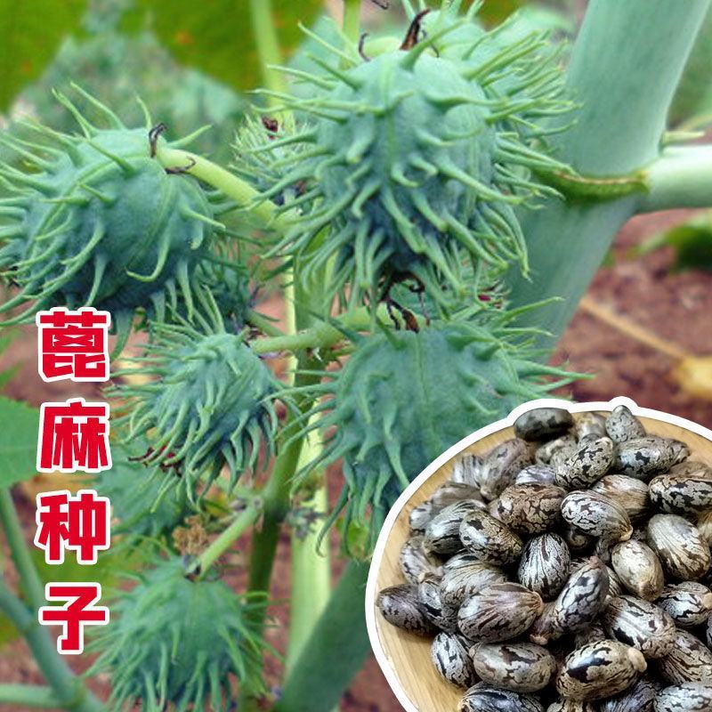 新货野生蓖麻子种子红蓖麻籽大麻子榨油观赏红蓖麻种子