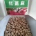新货野生蓖麻子种子红蓖麻籽大麻子榨油观赏红蓖麻种子