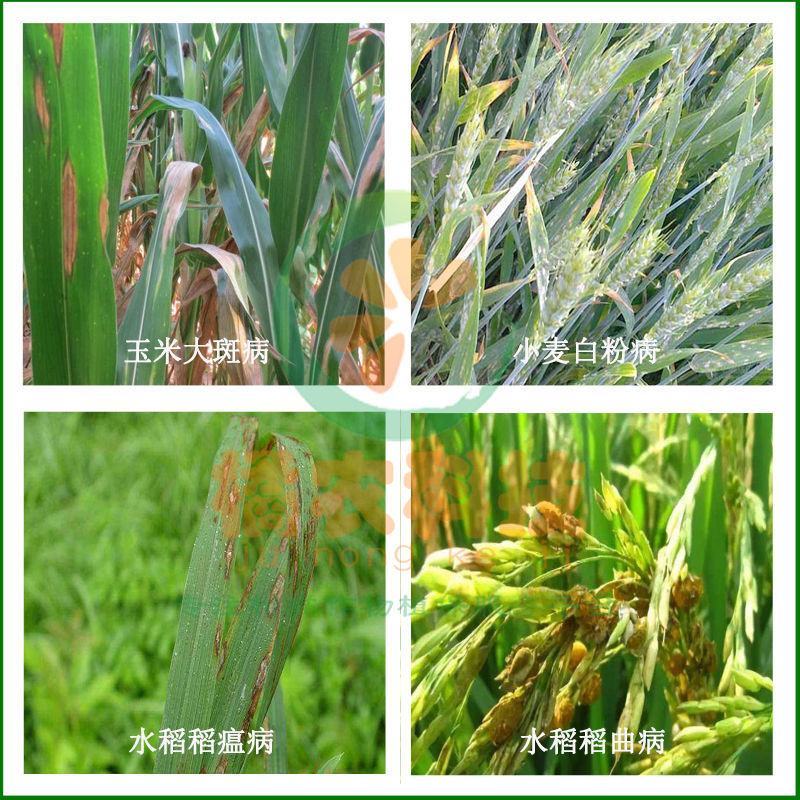 拜耳稳腾30%肟菌戊唑醇水稻小麦稻瘟病纹枯病赤霉锈病杀菌
