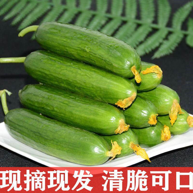 水果小黄瓜新鲜无刺小黄瓜3斤5斤脆甜小青瓜生吃当季蔬菜