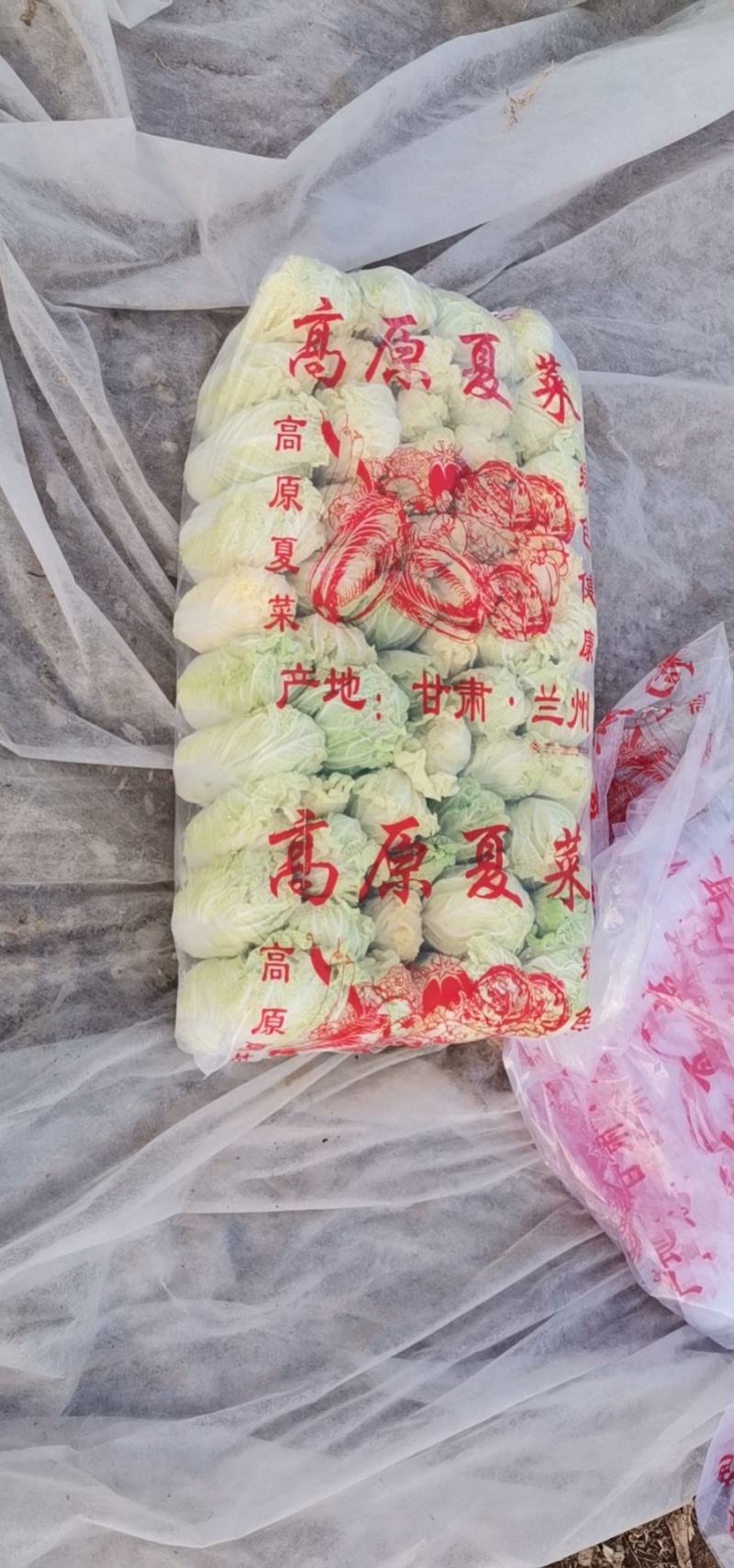 安徽亳州基地娃娃菜大量上市