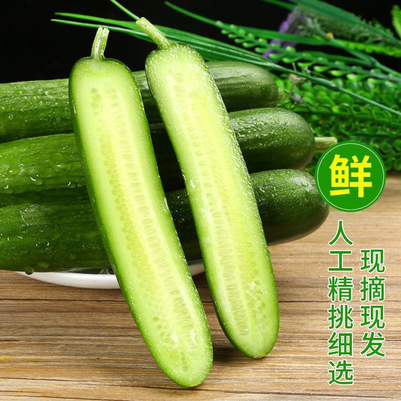 水果小黄瓜新鲜无刺小黄瓜3斤5斤脆甜小青瓜生吃当季蔬菜