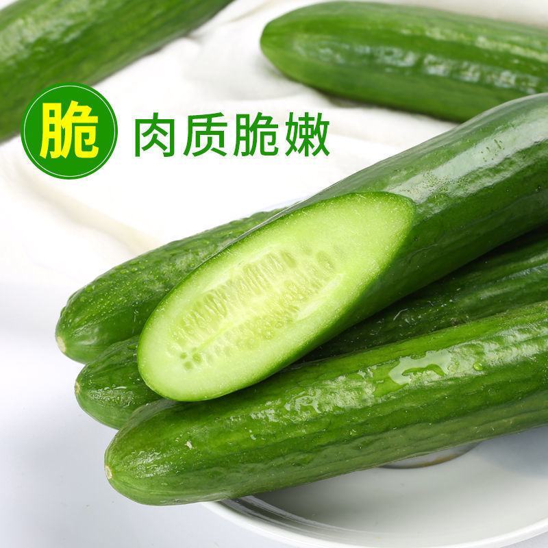 水果小黄瓜新鲜无刺小黄瓜3斤5斤脆甜小青瓜生吃当季蔬菜