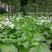 新采集玉簪种子白鹤花园林绿化玉簪种子易成活园林绿