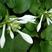 新采集玉簪种子白鹤花园林绿化玉簪种子易成活园林绿