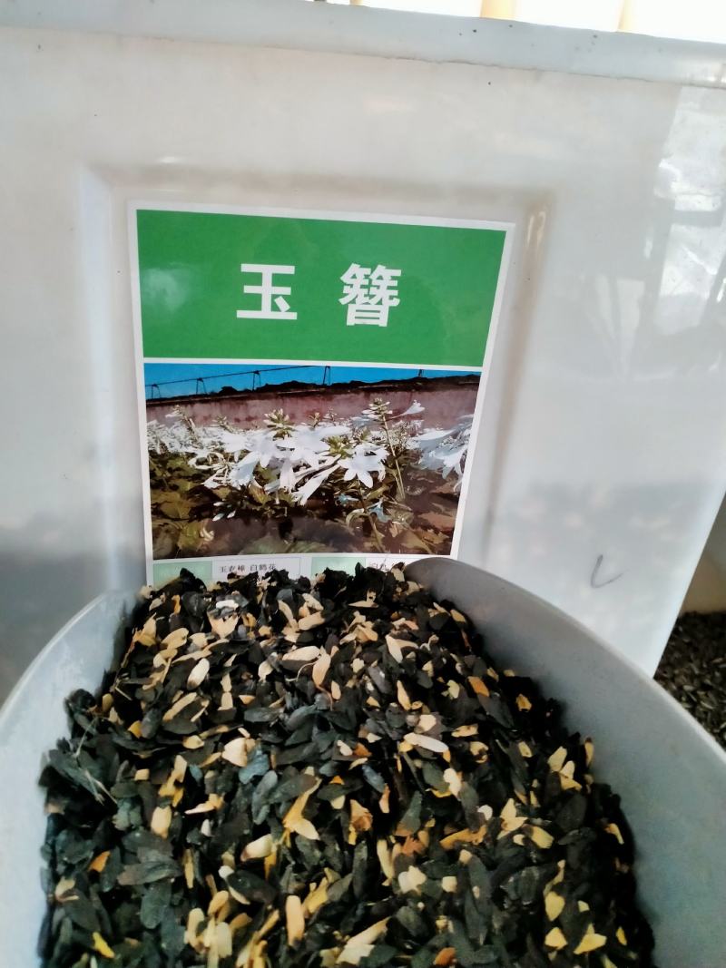 新采集玉簪种子白鹤花园林绿化玉簪种子易成活园林绿