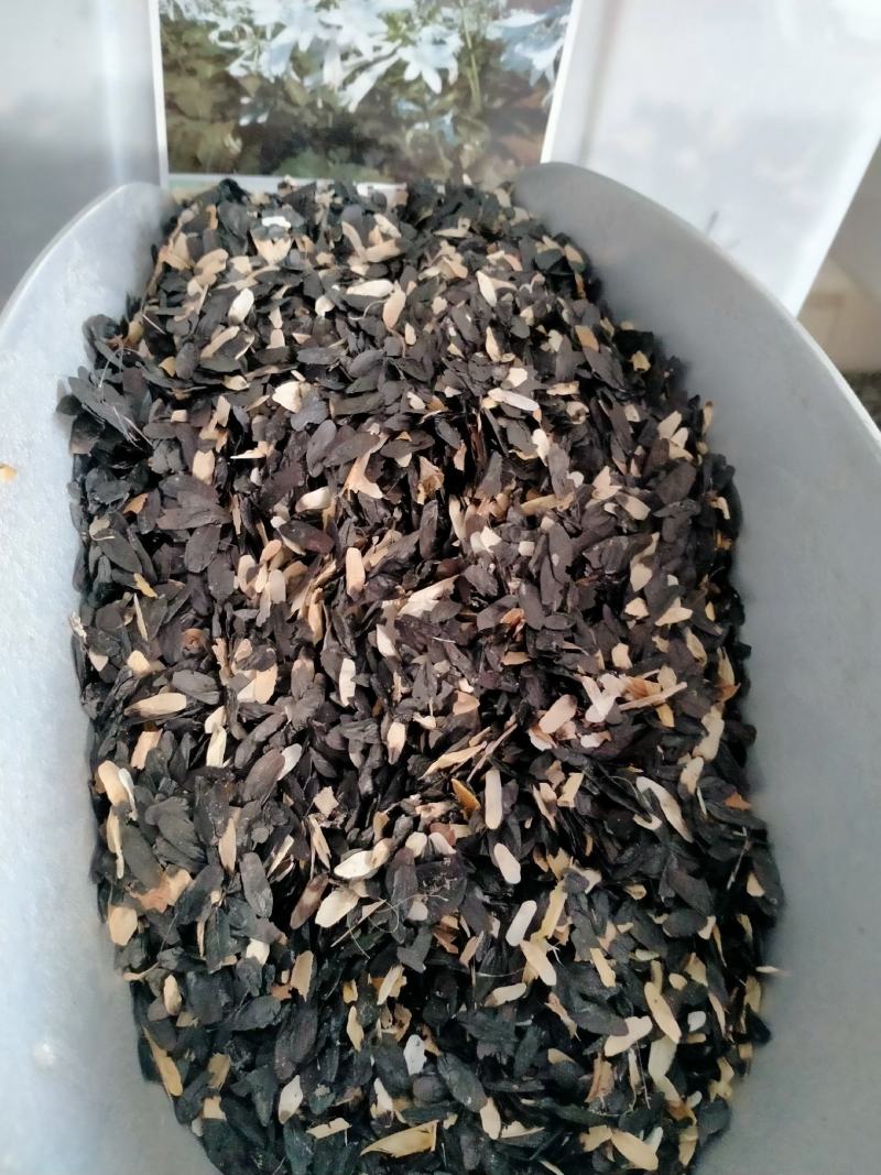 新采集玉簪种子白鹤花园林绿化玉簪种子易成活园林绿