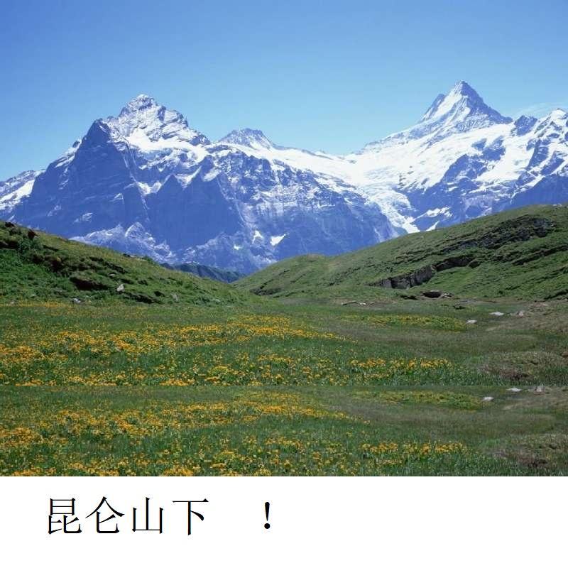 70克小瓶，新疆昆仑高海拔雪山胎菊。包邮产地发货