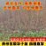 镇宁县蜂糖李原产地蜂糖李苗正宗蜂糖李苗