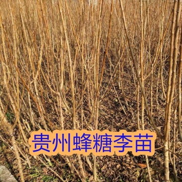 镇宁县蜂糖李原产地蜂糖李苗正宗蜂糖李苗