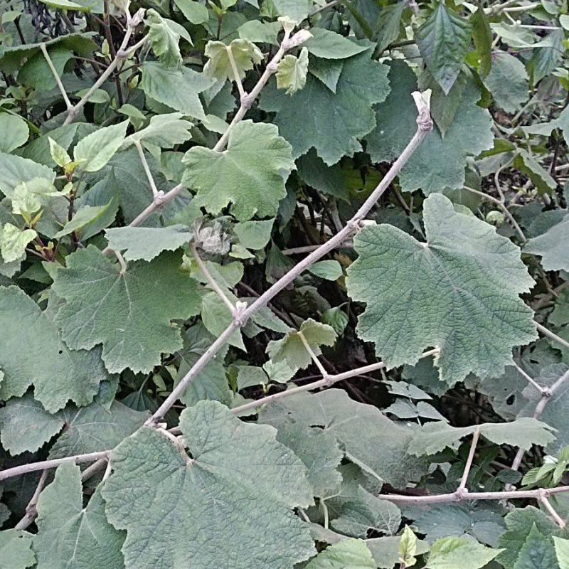 粗叶悬钩子根部，药效果好，需要现采现发。保鲜保量。