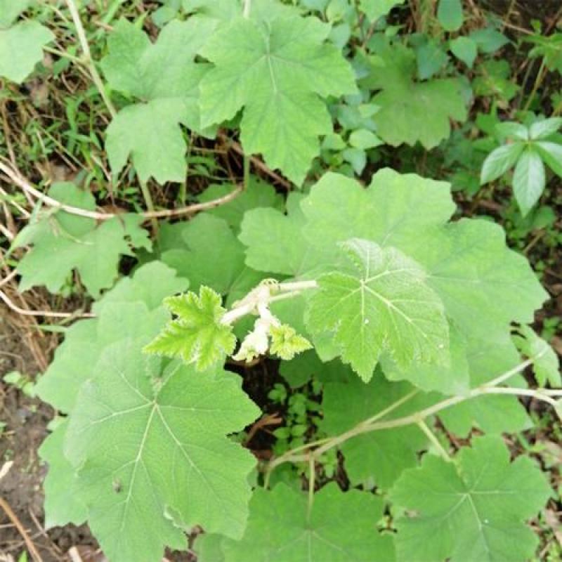 粗叶悬钩子根部，药效果好，需要现采现发。保鲜保量。