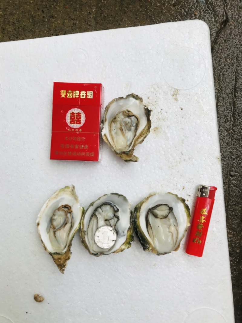 小小蚝台山蚝湛江蚝小蚝半壳开边产地直销