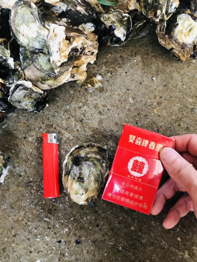 小小蚝台山蚝湛江蚝小蚝半壳开边产地直销