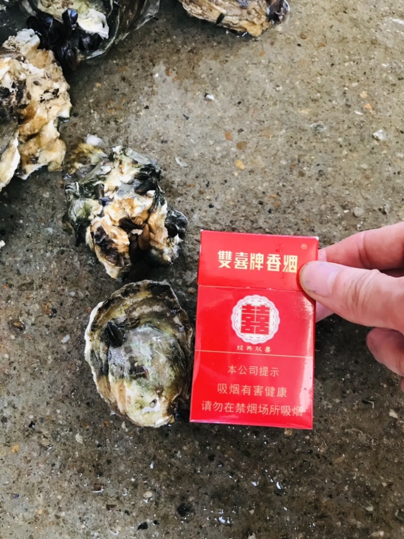 小小蚝台山蚝湛江蚝小蚝半壳开边产地直销
