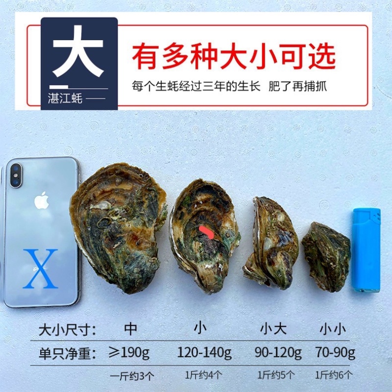 蚝场批发精品湛江牡蛎台山生蚝大中小批发零售