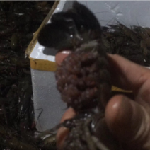 澳洲龙虾苗/澳洲龙虾种虾进塘一个月可抱蛋，欢迎采购