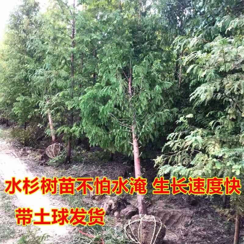 水杉树3/4/5/6/8/10/15/20公分批发价格