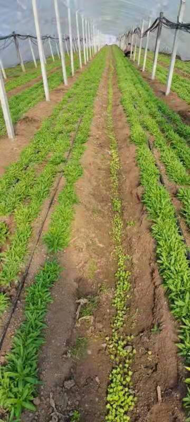 山苜楂，山野菜，野菜，特菜！