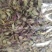 新货浙江品种铁皮石斛(切片)大胶质丰富散装长年批发