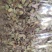 新货浙江品种铁皮石斛(切片)大胶质丰富散装长年批发