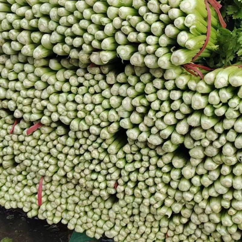芹菜60cm以上四季有货产地供应包装齐全
