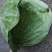 洋白菜大量上市产地直供一手货诚信经营欢迎采购
