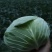 洋白菜大量上市产地直供一手货诚信经营欢迎采购