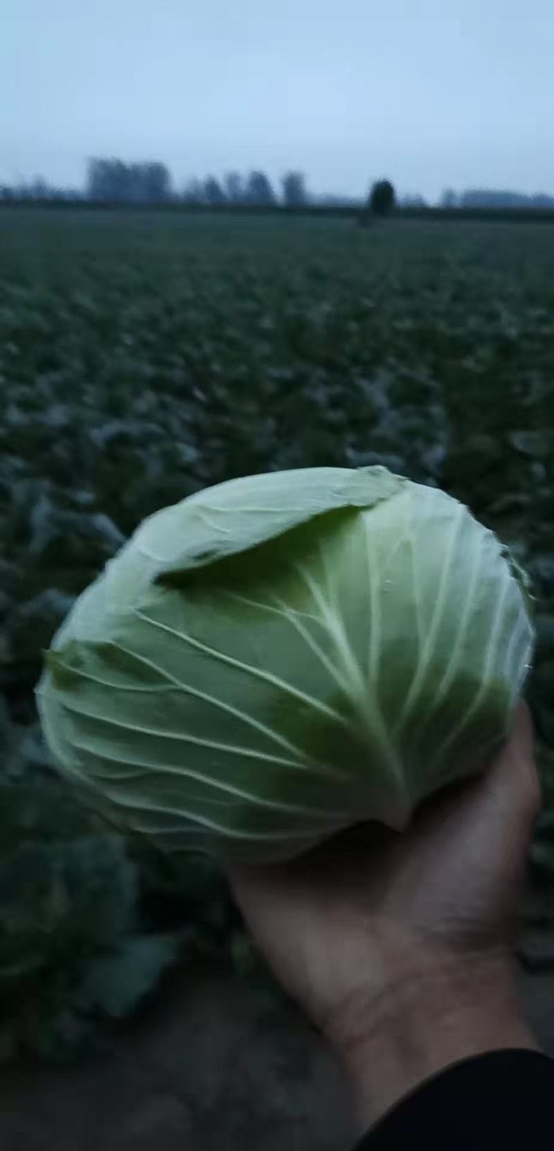 洋白菜大量上市产地直供一手货诚信经营欢迎采购