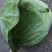 洋白菜大量上市产地直供一手货诚信经营欢迎采购