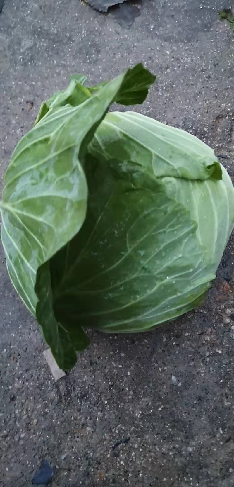 洋白菜大量上市产地直供一手货诚信经营欢迎采购