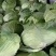 洋白菜大量上市产地直供一手货诚信经营欢迎采购