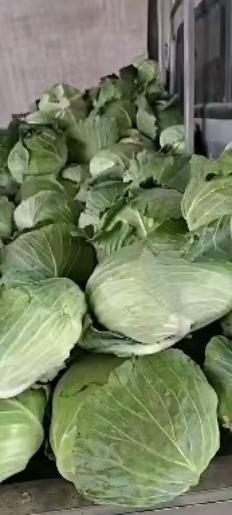 洋白菜大量上市产地直供一手货诚信经营欢迎采购