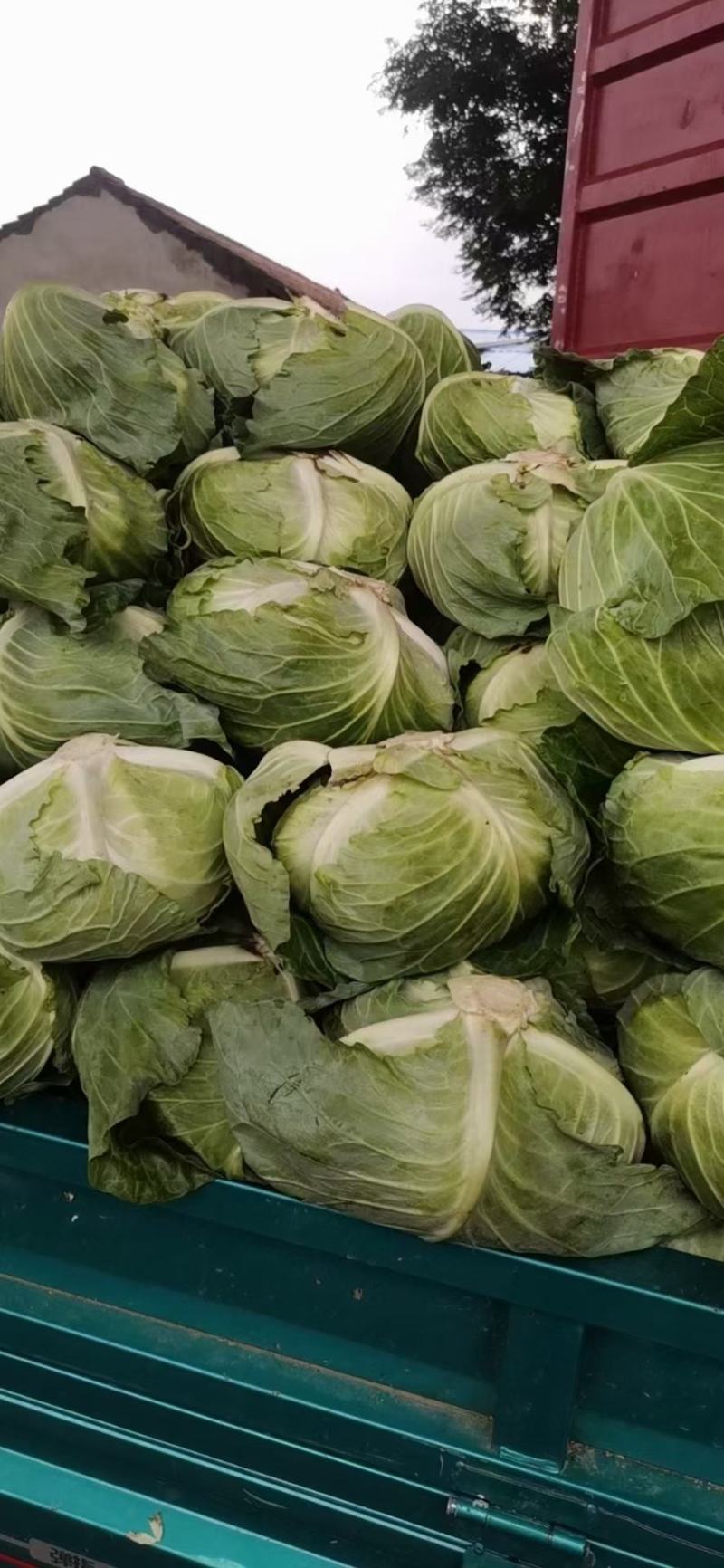 洋白菜大量上市产地直供一手货诚信经营欢迎采购