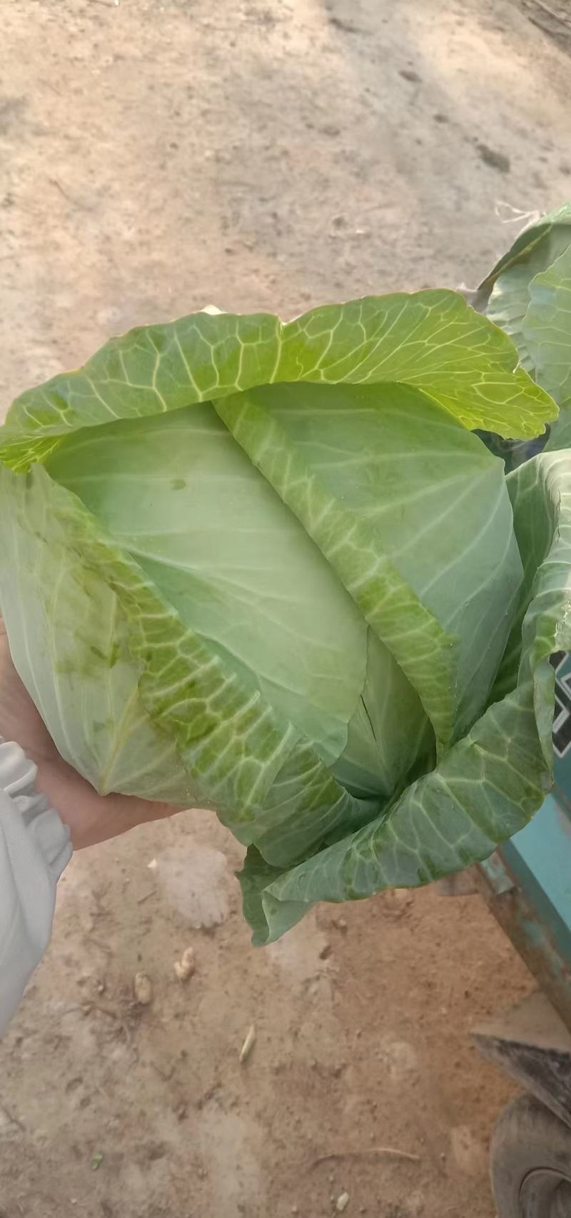 洋白菜大量上市产地直供一手货诚信经营欢迎采购