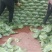 洋白菜大量上市产地直供一手货诚信经营欢迎采购