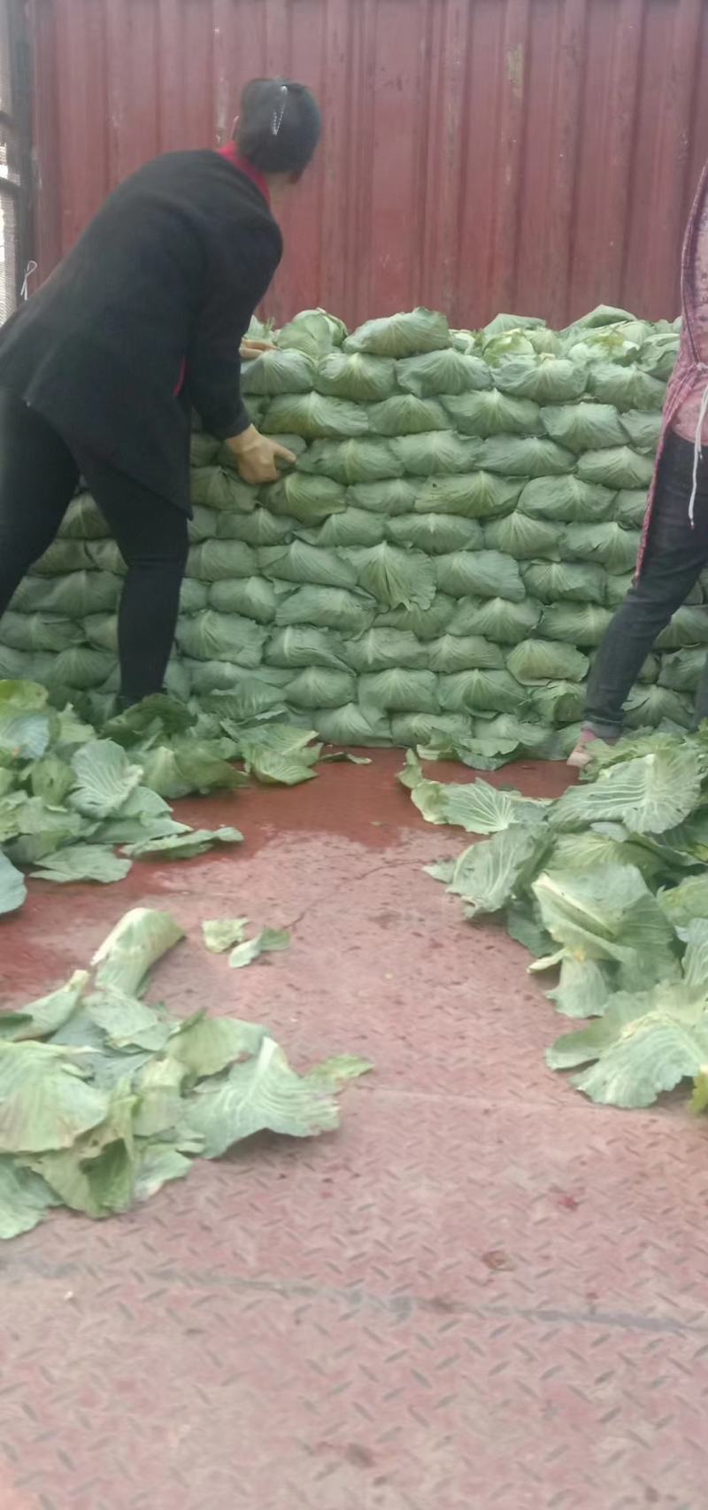 洋白菜大量上市产地直供一手货诚信经营欢迎采购