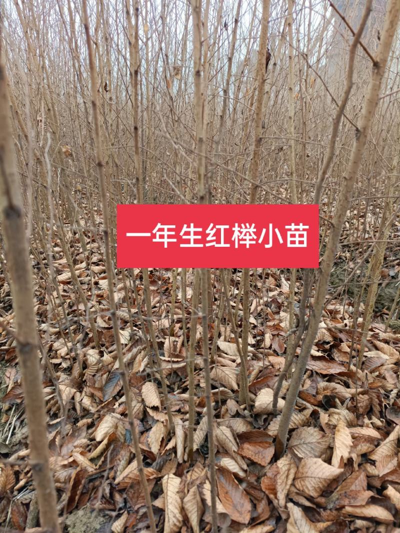 优质红榉树小苗，红榉，0.3元一棵，江苏榉树小苗