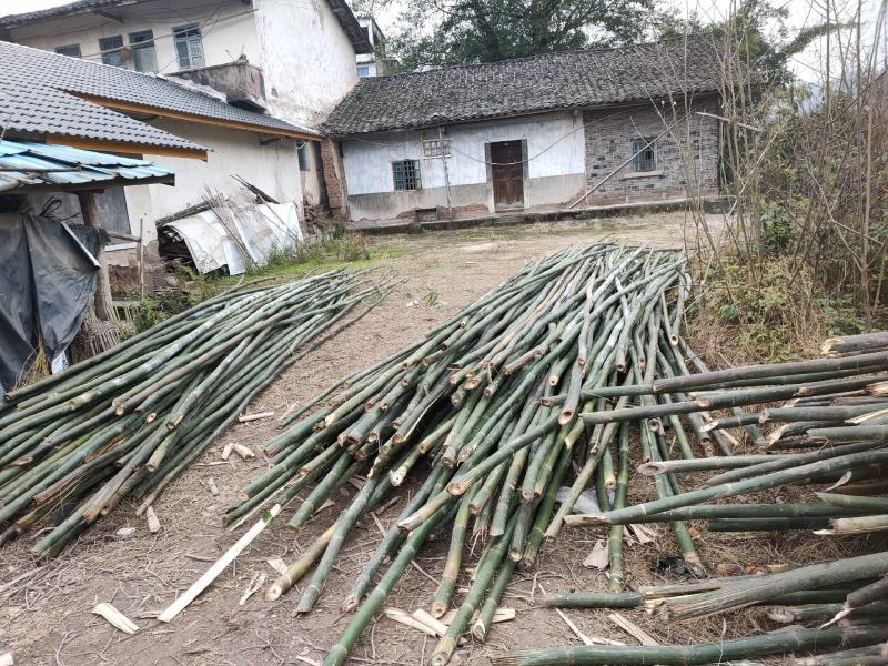 重庆市涪陵区义和镇(振超木禾合作社)有大量硬筒黄毛竹卖