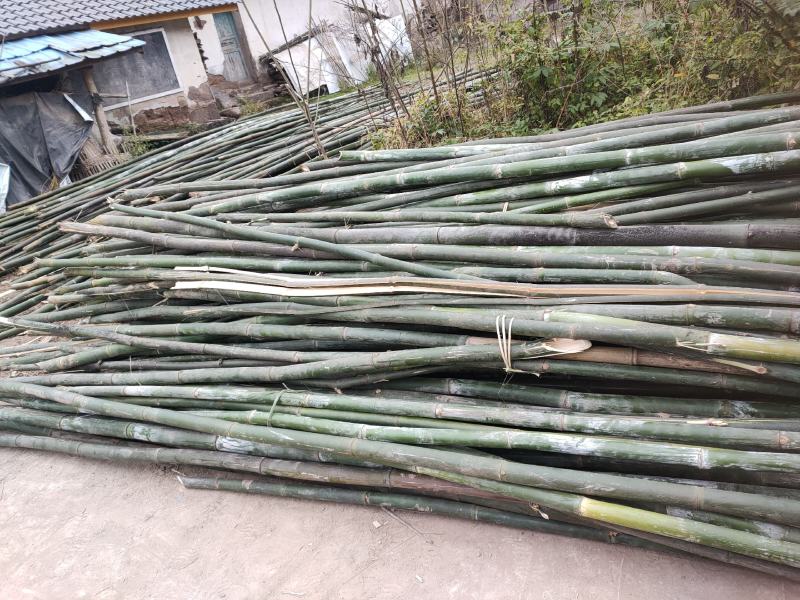 重庆市涪陵区义和镇(振超木禾合作社)有大量硬筒黄毛竹卖