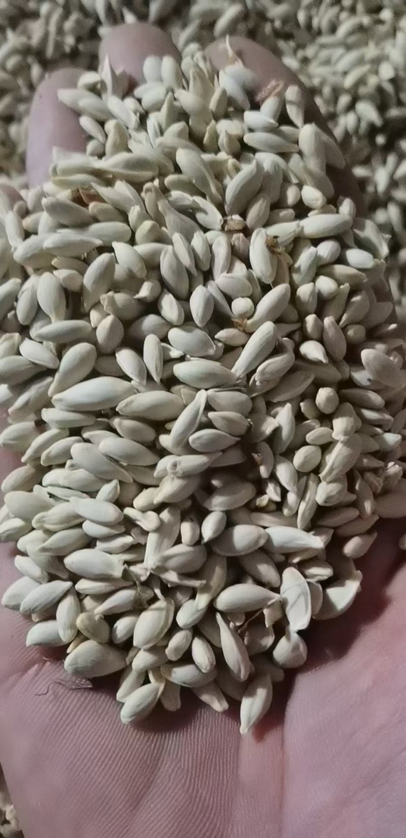 柠檬种子土柠檬红芽柠檬种子嫁接新荟柑小叶柠檬新鲜种子