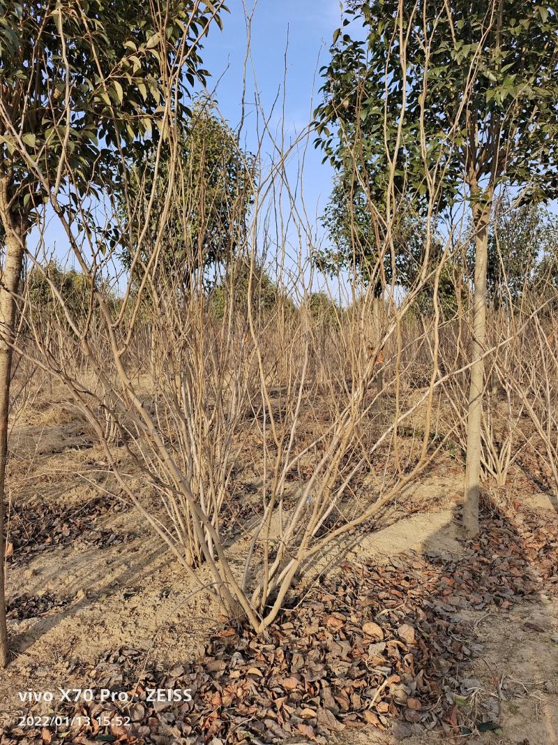 基地发货全国丛生紫荆紫花紫荆巨紫荆四季春一号紫荆