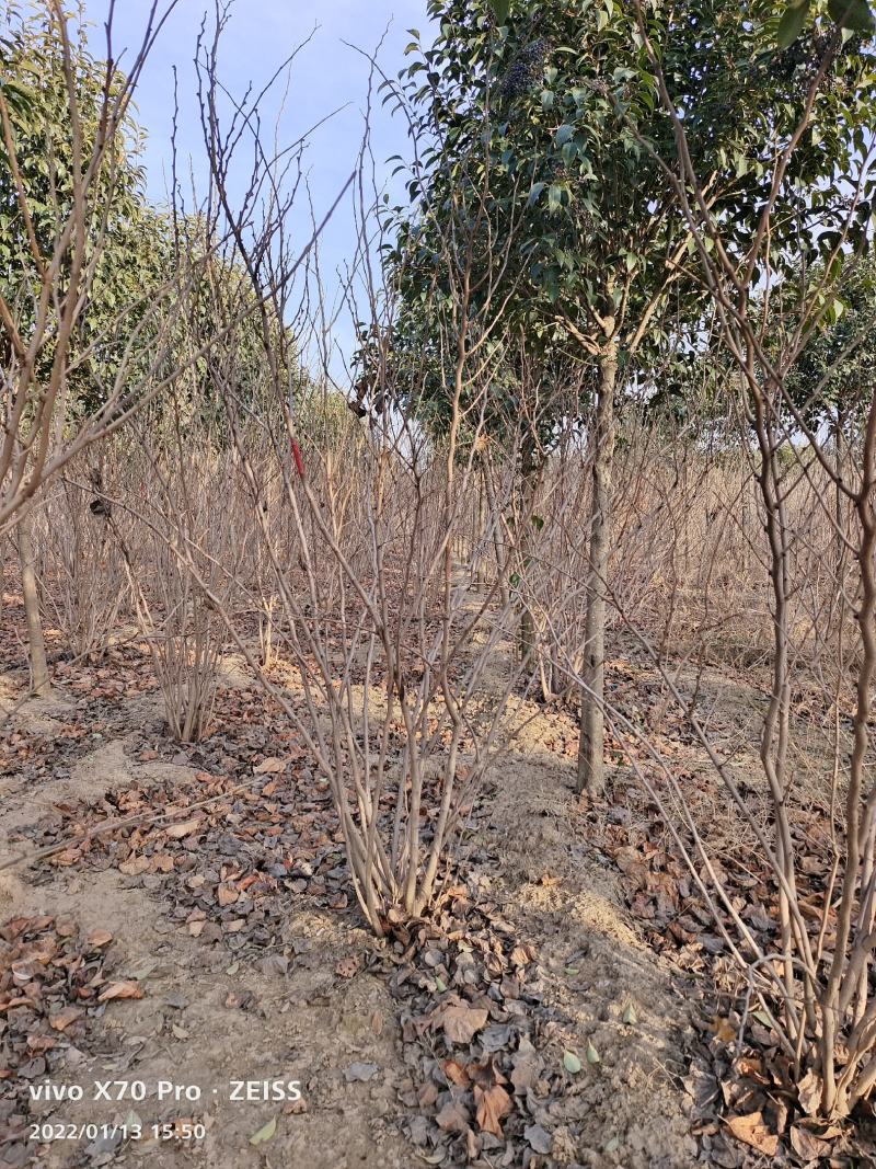 基地发货全国丛生紫荆紫花紫荆巨紫荆四季春一号紫荆