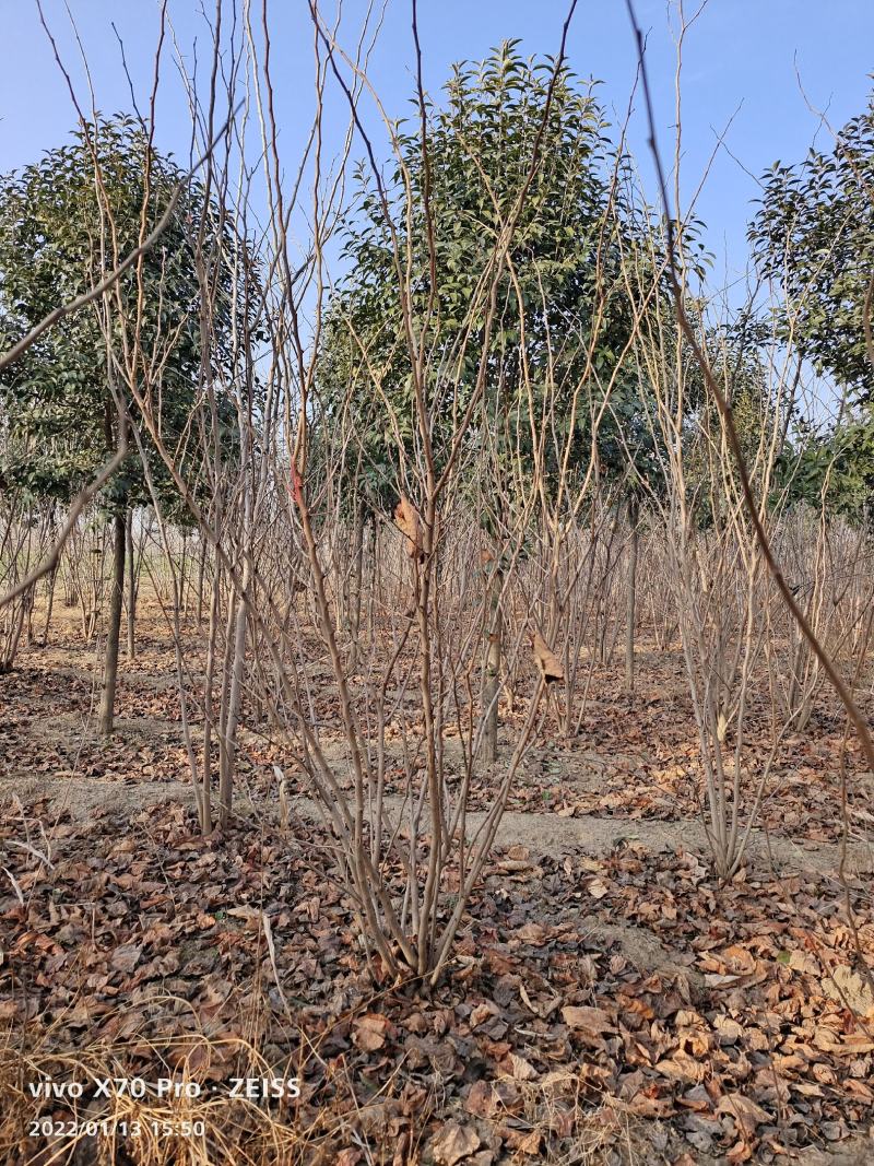 基地发货全国丛生紫荆紫花紫荆巨紫荆四季春一号紫荆