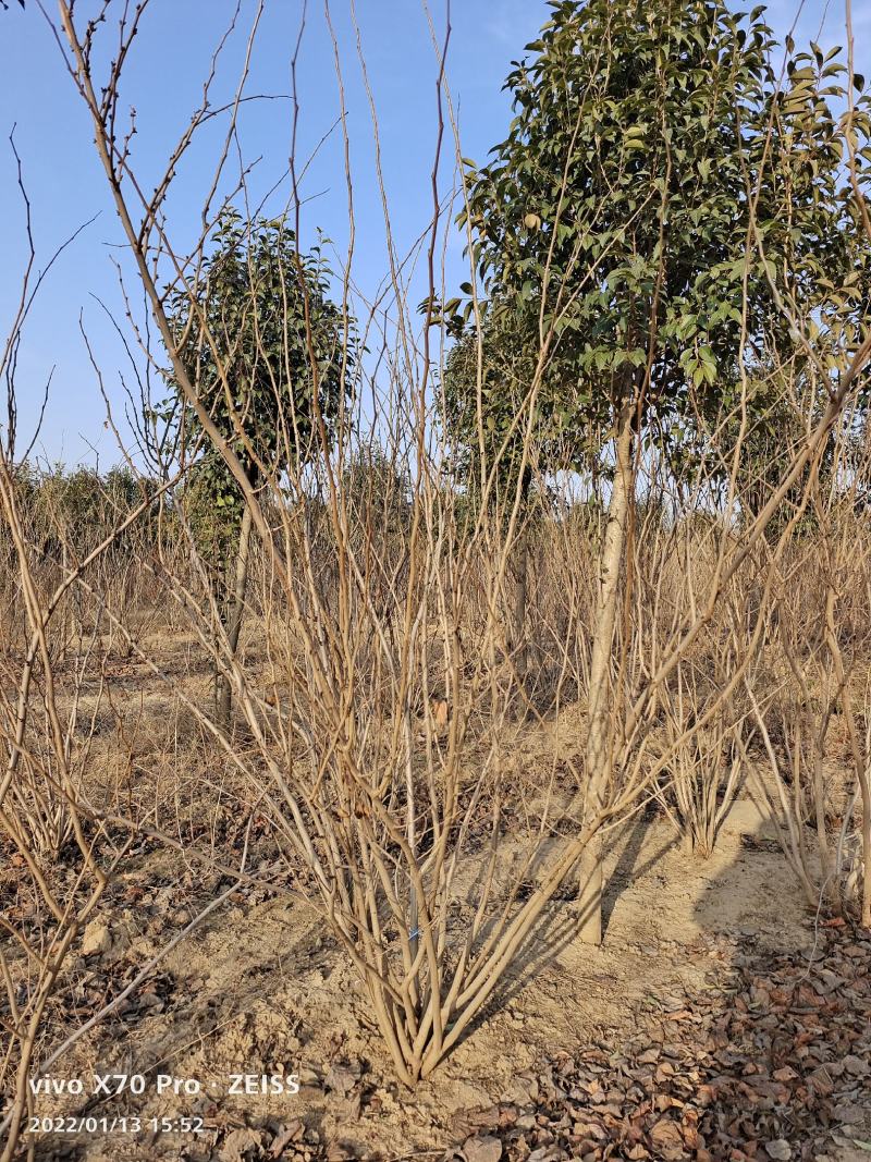 基地发货全国丛生紫荆紫花紫荆巨紫荆四季春一号紫荆