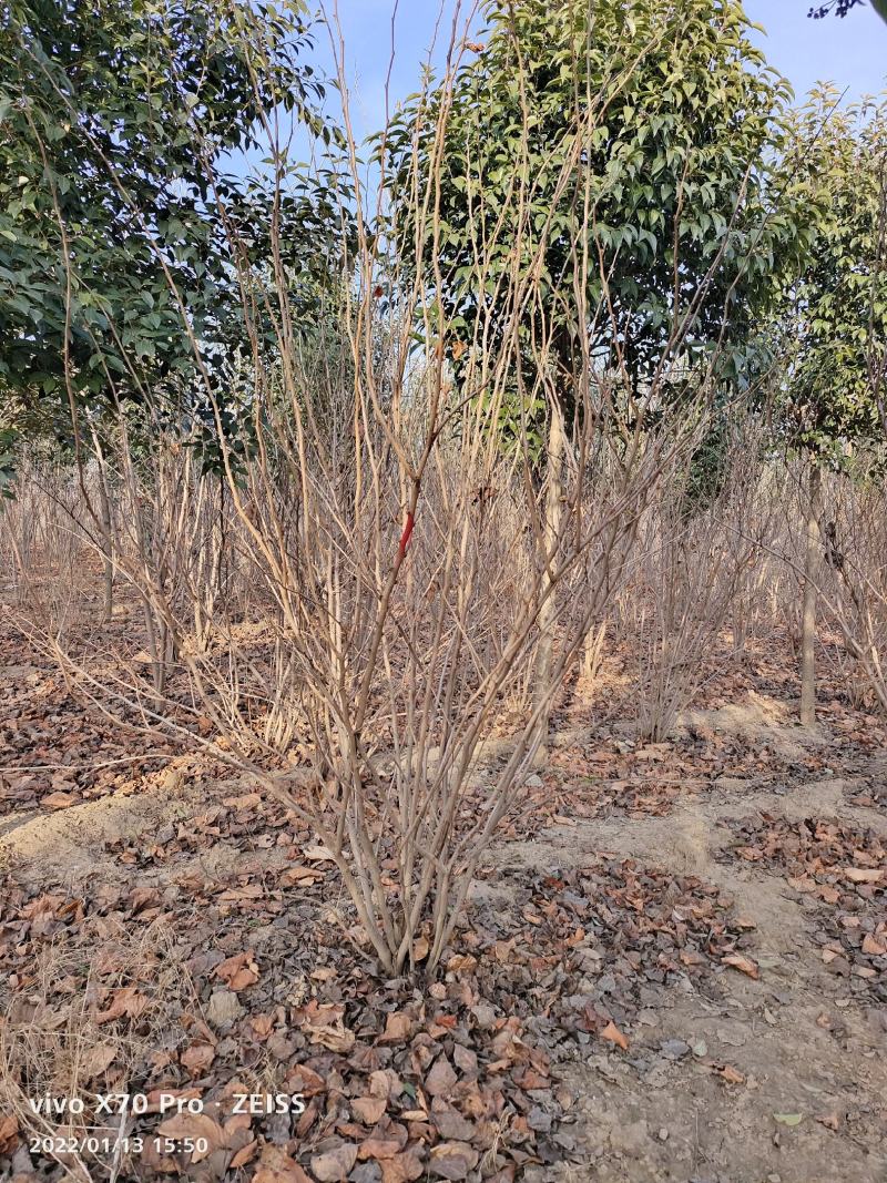 基地发货全国丛生紫荆紫花紫荆巨紫荆四季春一号紫荆