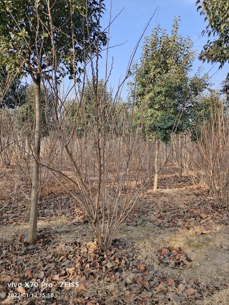 基地发货全国丛生紫荆紫花紫荆巨紫荆四季春一号紫荆