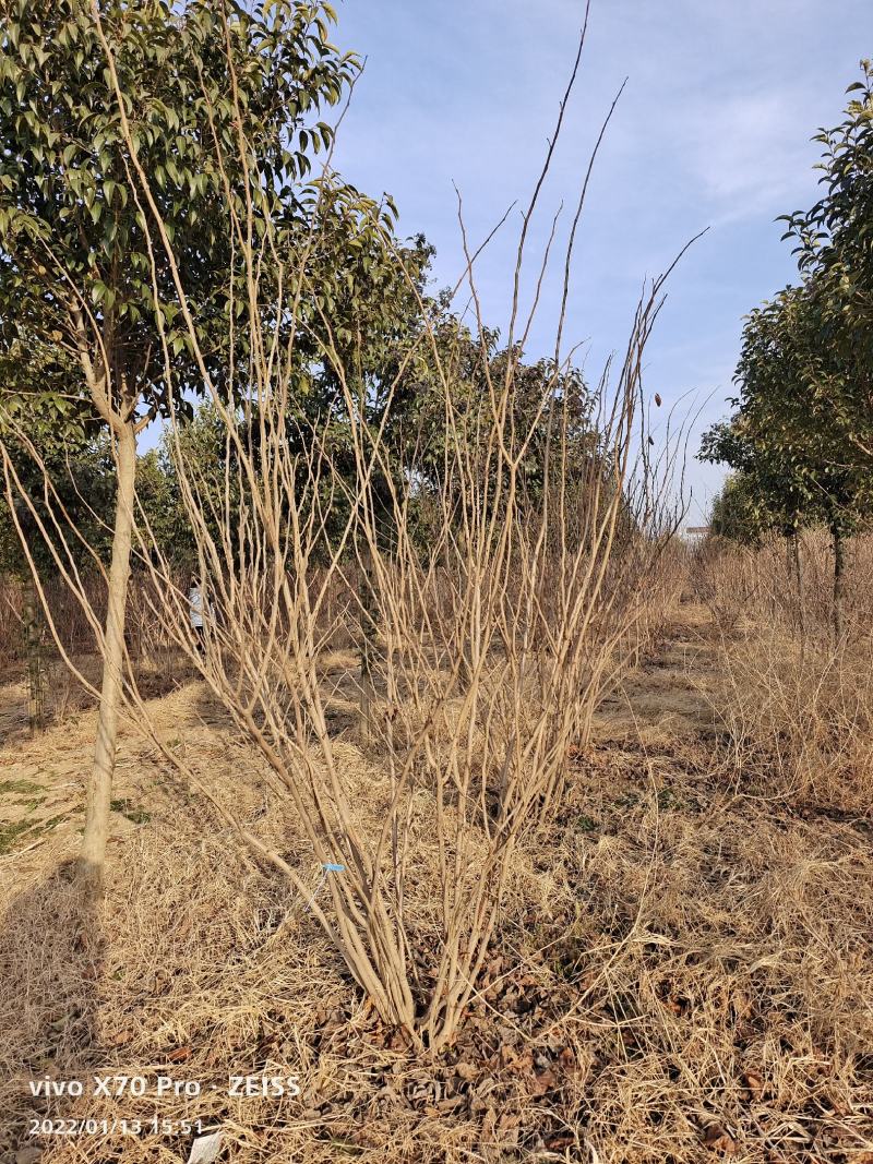 基地发货全国丛生紫荆紫花紫荆巨紫荆四季春一号紫荆